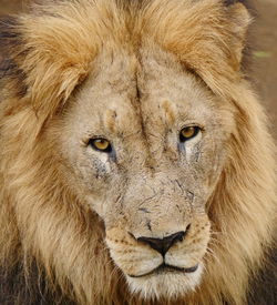 Close-up of lioness