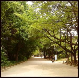 Road passing through forest