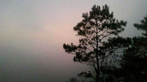 Scenic view of trees against sky