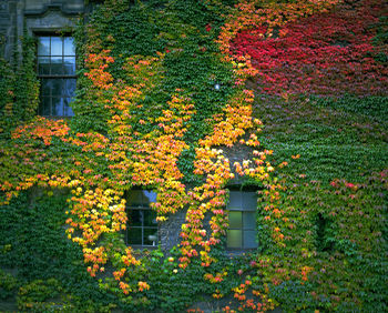 Yellow flowers blooming on plant during autumn