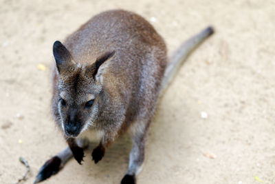 High angle view of kangaroo on field