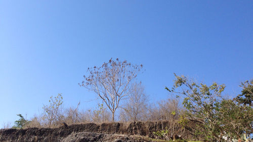 Low angle view of trees against clear blue sky