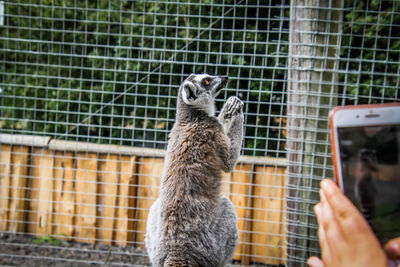 Close-up of hand in cage at zoo