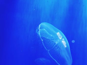 Close-up of jellyfish swimming in water