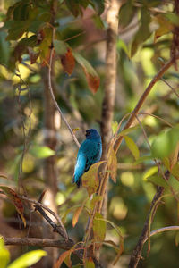 Bird perching on a branch