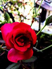 Close-up of red rose blooming outdoors