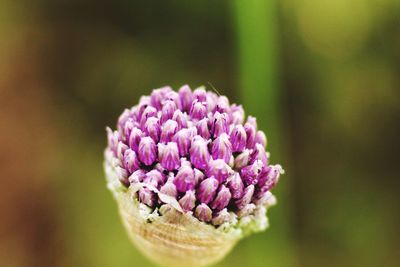 Close-up of pink flowers