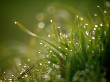 Close-up of water drops on grass