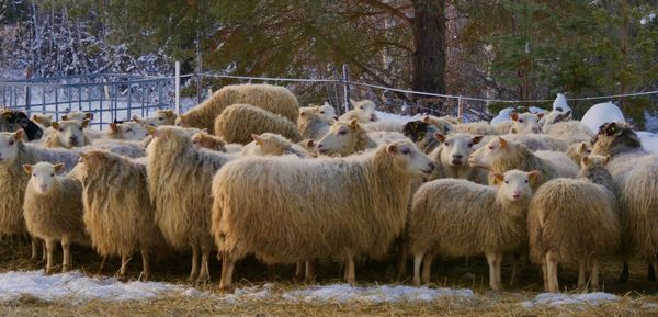 Sheep walking in snow at a farm