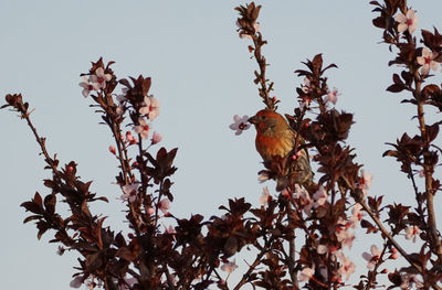 Low angle view of a bird perching on tree