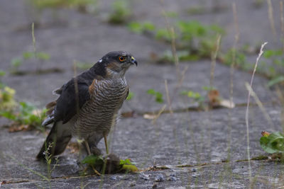 Close-up of bird perching on field