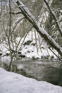 Snow covered plants by lake