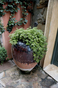 High angle view of potted plants in yard