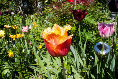 Close-up of red poppy flowers blooming outdoors