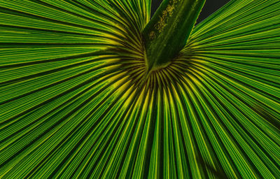 palm leaf