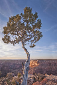 Tree on landscape against sky