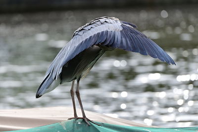 Close-up of bird flying over lake