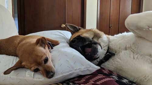 Close-up of dog lying on bed at home