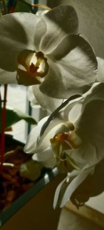 Close-up of white orchid