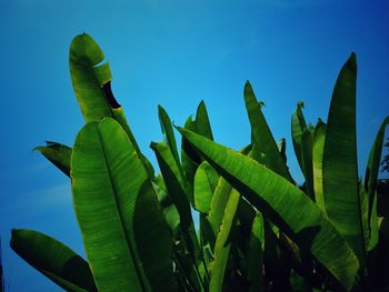 Low angle view of succulent plant against blue sky