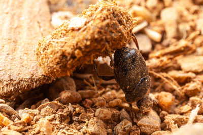 Close-up of insect on rock