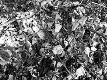 High angle view of dry leaves on field