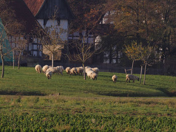 Flock of sheep grazing in field