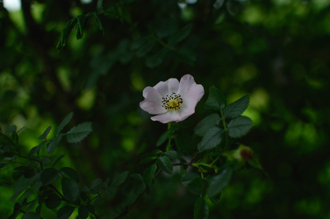 plant, flower, flowering plant, green, nature, beauty in nature, freshness, plant part, leaf, sunlight, petal, close-up, blossom, flower head, fragility, inflorescence, botany, botanical garden, outdoors, no people, tree, growth, summer, springtime, macro photography, white, focus on foreground, wildflower, multi colored, medicine, environment, travel destinations