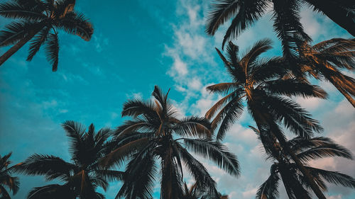 Low angle view of palm trees against sky