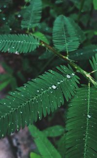 Close-up of raindrops on leaves