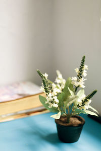 Close-up of potted plant on table