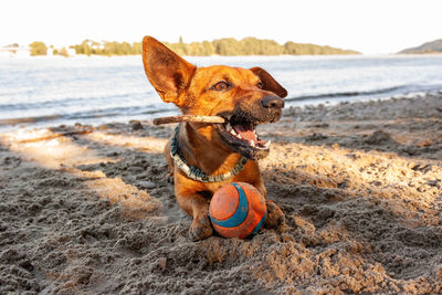 Portrait of a dog on beach