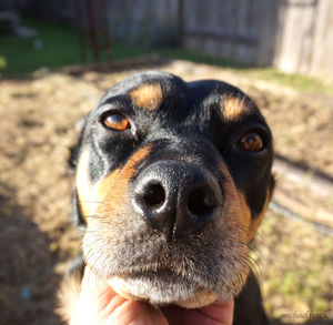 Close-up portrait of hand holding dog