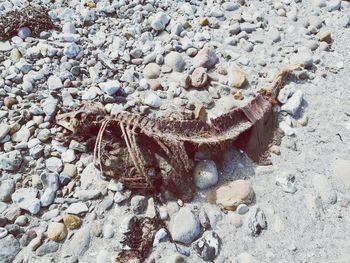 High angle view of shells on sand