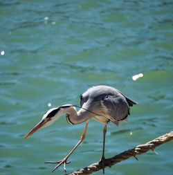 High angle view of gray heron perching on water