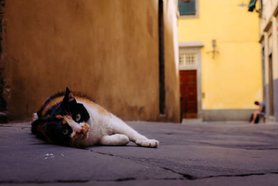 Portrait of cat lying on footpath against houses