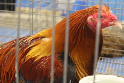 Close-up of rooster in cage