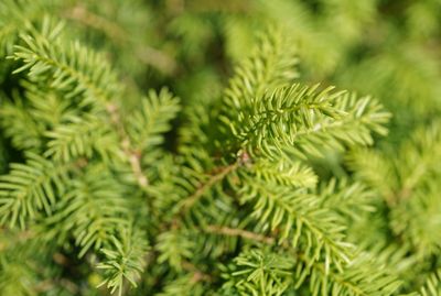 Close-up of pine tree