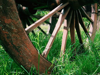 Close-up of bamboo trees in forest