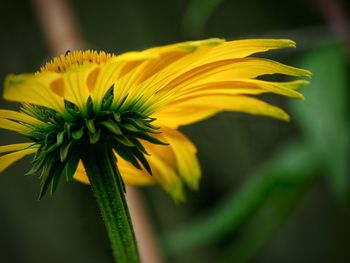 Close-up of bright yellow echinacea flower on bright green stem. 
