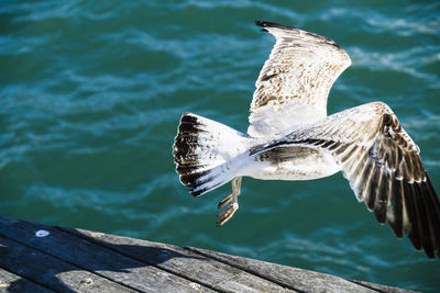 Seagull flying over sea