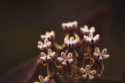 Close-up of flowering plant against black background