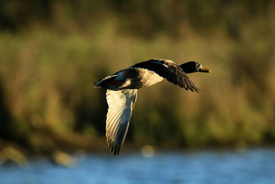 Close-up of bird flying against lake