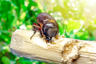 Close-up of bee on wood