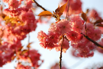 Close-up of cherry blossoms in spring