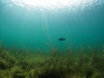 Fish swimming in sea