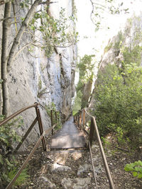 Walkway amidst trees in forest