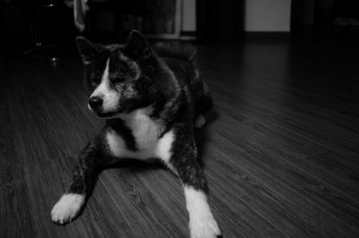 View of a dog looking away