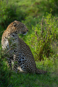 Full-length profile of leopard sitting in shrubs looking to the side