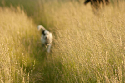 Close-up of a bird in field